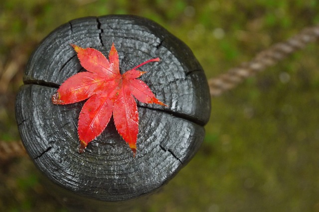 Feuilles mortes astuces