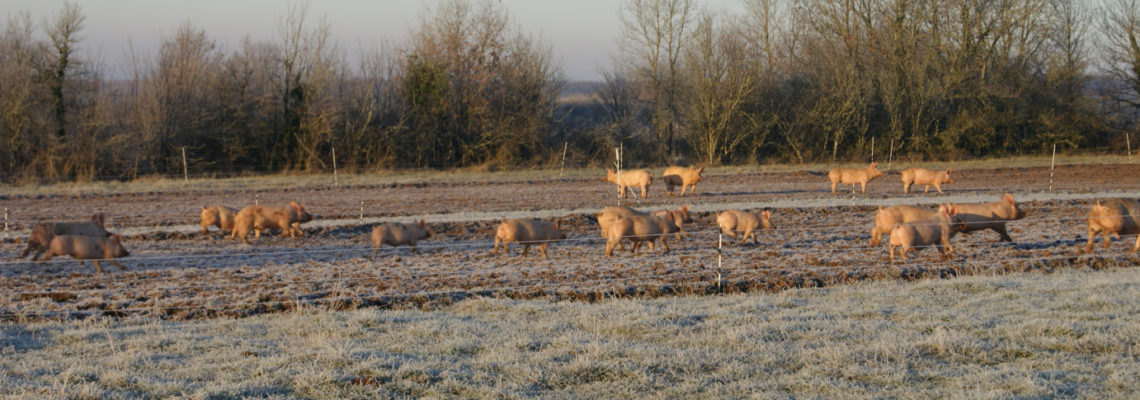 les cochons dabords laborde